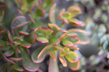 plant in the garden