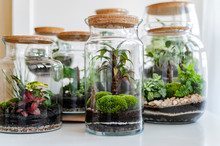 Small Decoration Plants In A Glass Bottle/garden Terrarium Bottle/ Forest In A Jar. Terrarium Jar With Piece Of Forest With Self Ecosystem. Save The Earth Concept. Bonsai                    