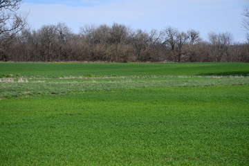 Sticker - Green Spring Field