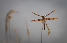 A Halloween Pennant Dragonfly Overlooks A Mysterious Vista