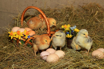 Wall Mural - Easter decoration - Chickens Master Gray, Tetra, with a bare neck against a background of hay, a basket, eggs and primroses
