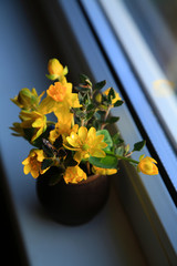 Wall Mural - A small clay vase with primroses - yellow daffodil, Scílla, Cáltha palústris, Puschkinia scilloides, and sage leaves on the windowsill