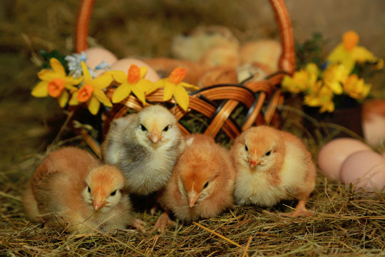 Easter decoration - Chickens Master Gray, Tetra, with a bare neck against a background of hay, a basket, eggs and primroses