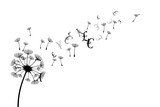 Fototapeta Dmuchawce - Dandelion with flying currencies and seeds. Vector decoration from scattered elements. Monochrome isolated silhouette. Conceptual illustration.