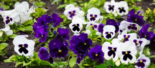 Beautiful White And Purple Pansy Flowers