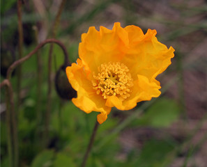 Wall Mural - belle fleur jaune