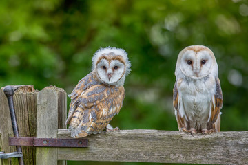 Juvenile female Barn Owl and adult male Barn owl ( typo alba )on a wooden gate looking at the camera. United Kingdom