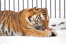 Tiger Is Eating A Piece Of Meat At The Zoo In Winter