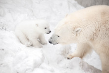 Little Polar Bear Cub Is Playing With Mom