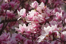 Magnolienblüte