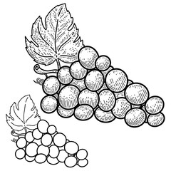 Illustration of wine grape in engraving style. Design element for logo, label, sign, emblem, poster. Vector illustration