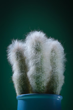 Three Hairy Fluffy Cacti In A Blue Pot On A Green Background.