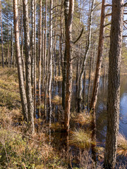  beautiful bog landscape in spring