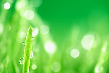 Poster - grass nature background