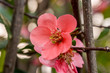 pink flower blossom