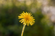 yellow flower isolated on blurry background