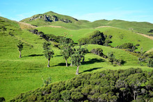 Beautiful New Zealand Landscape With Green Hills, Cabbage Palms And Manuka Trees..