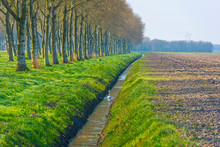 Swan Swimming Along Trees In A Ditch In An Agricultural Field In Sunlight In Spring