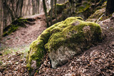 Fototapeta Las - Stone covered with moss in the forest