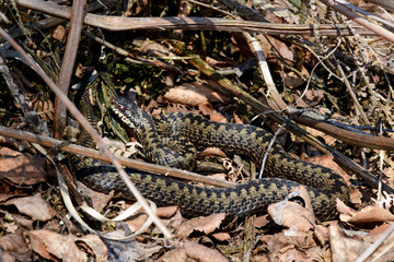 Sticker - Kreuzotter (Vipera berus) Männchen / common adder (male)