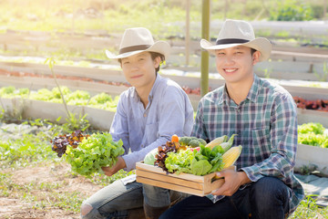 Beautiful portrait young two man harvest and picking up fresh organic vegetable garden in basket in the hydroponic farm, agriculture for healthy food and business entrepreneur concept.