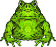 toad green funny animal symmetric vector illustration
