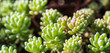 Green background with small sedum succulents in the garden. Nature backdrop