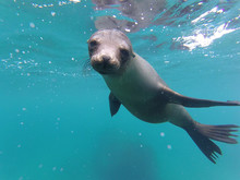 Seal In Water