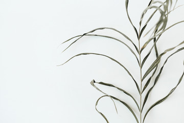 Wall Mural - Closeup of stringy green plant on white background. Flat lay, top view.