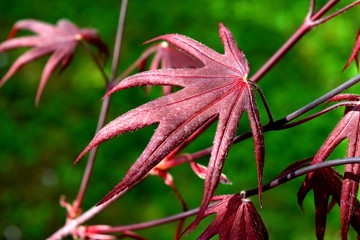 Poster - Closeup of the red leaves of a Japanese acer palmatum