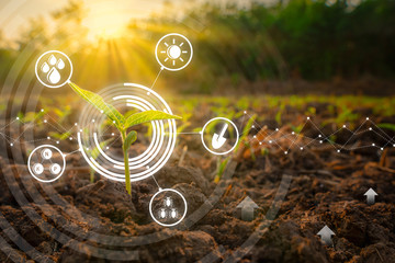 Sapling mung bean in agriculture garden with light shines sunset and with modern technology concepts