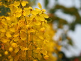 Fototapeta Na ścianę - Cassia fistula, Golden Shower Tree, Ratchaphruek yellow color flowers in full bloom with rain drops after rainfall beautiful in garden blurred of nature background