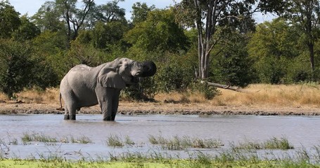Wall Mural - majestic african elephant on waterhole in moremi game reserve botswana, africa safari wildlife
