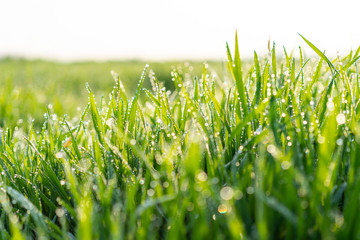 Cu new wheat with dew