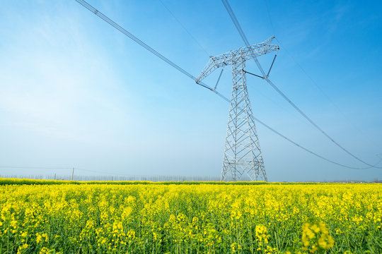 Wall Mural -  - High voltage transmission tower in rape field
