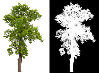 Poster - isolated tree on white background with clipping path