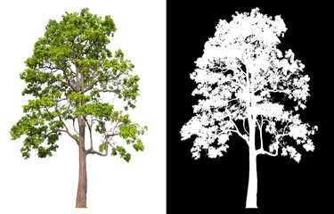Poster - isolated tree on white background with clipping path
