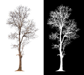 Poster - isolated tree without leaf on white background with clipping path