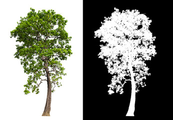 Poster - isolated tree on white background with clipping path