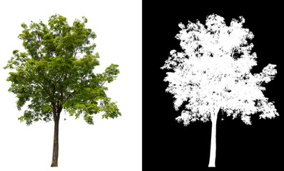 Poster - isolated tree on white background with clipping path