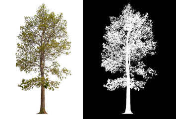 Poster - isolated tree on white background with clipping path