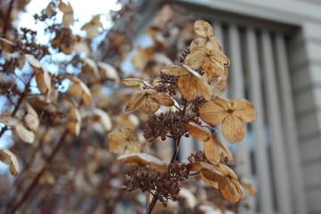 wild brown flowers