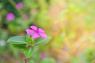 Wall Mural - Madagascar Periwinkle, in garden.