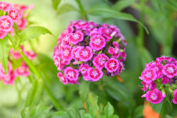 Wall Mural - Sweet William flower in garden.