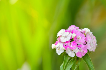 Wall Mural - Sweet William flower in garden.