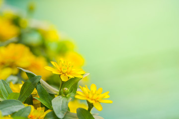 Wall Mural - Yellow Zinnia flower in garden.