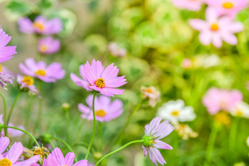 Wall Mural - Cosmos flower in garden.