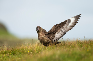 Wall Mural - close-up of a great skua bonxie displaying