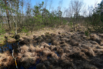 Canvas Print - Venner Moor bei Münster - Venner Moor near Münster