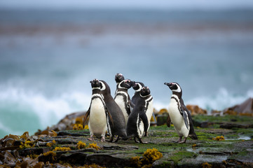 Wall Mural - group of magellanic penguins standing on a shore